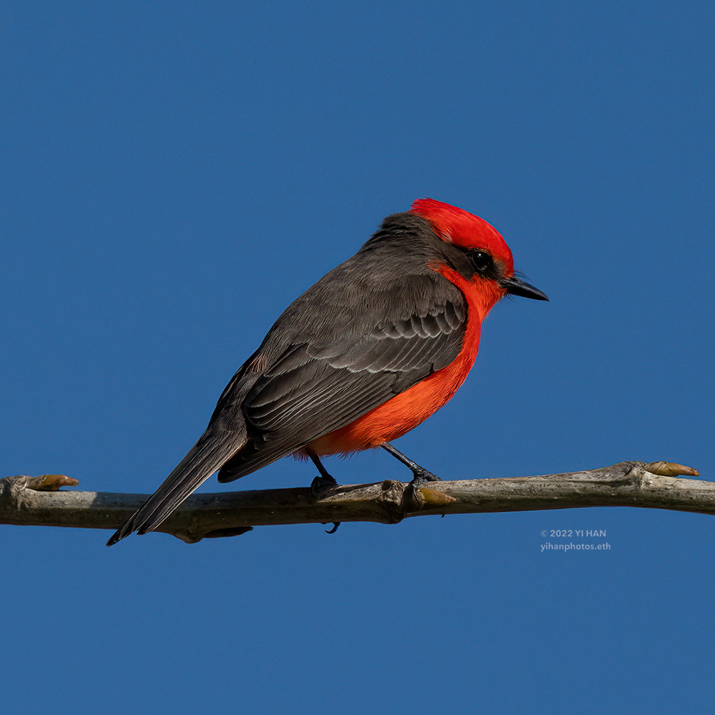 vermilion_ flycatcher_2